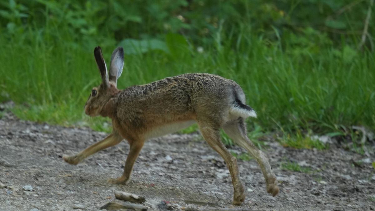 Zając szarak jest w szczycie sezonu rozrodczego. Fotografie pokazali leśnicy