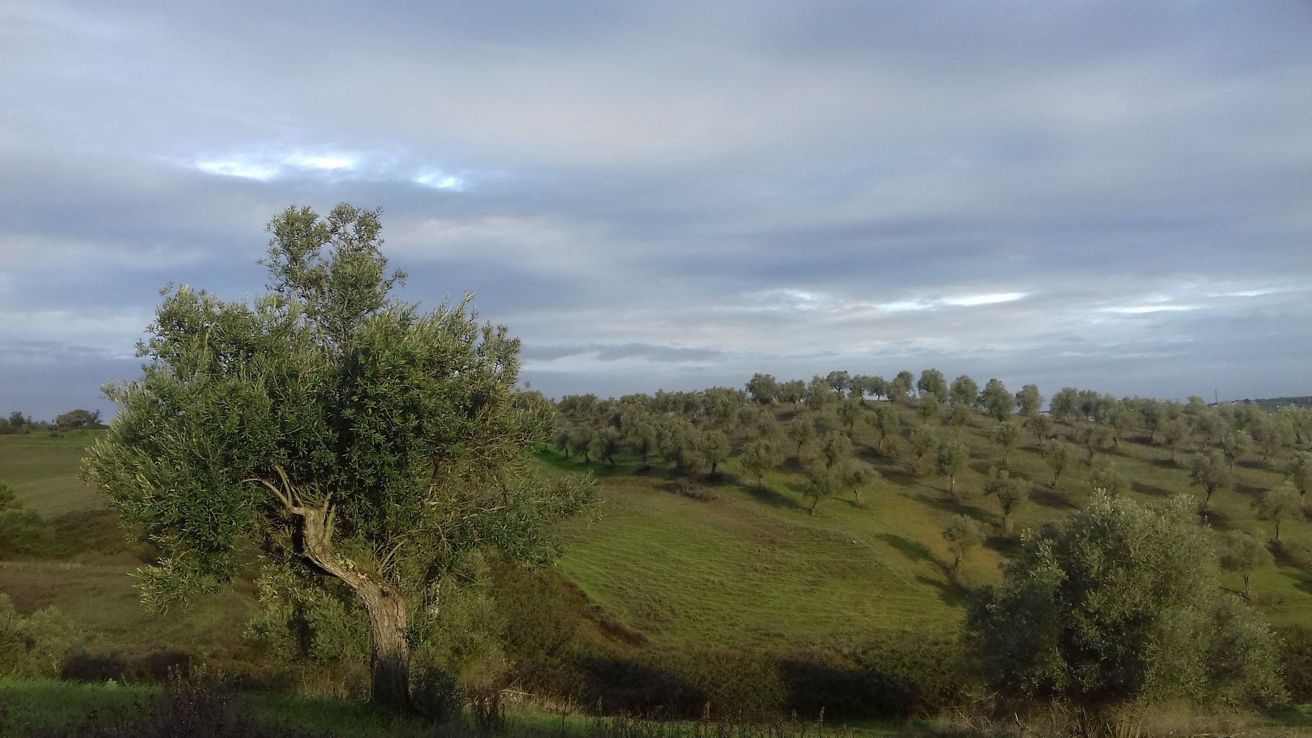 Sielskie krajobrazy Alentejo 