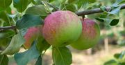 Nie szukaj na siłę "starych" jabłek. Ta odmiana zaskoczy soczystością i smakiem