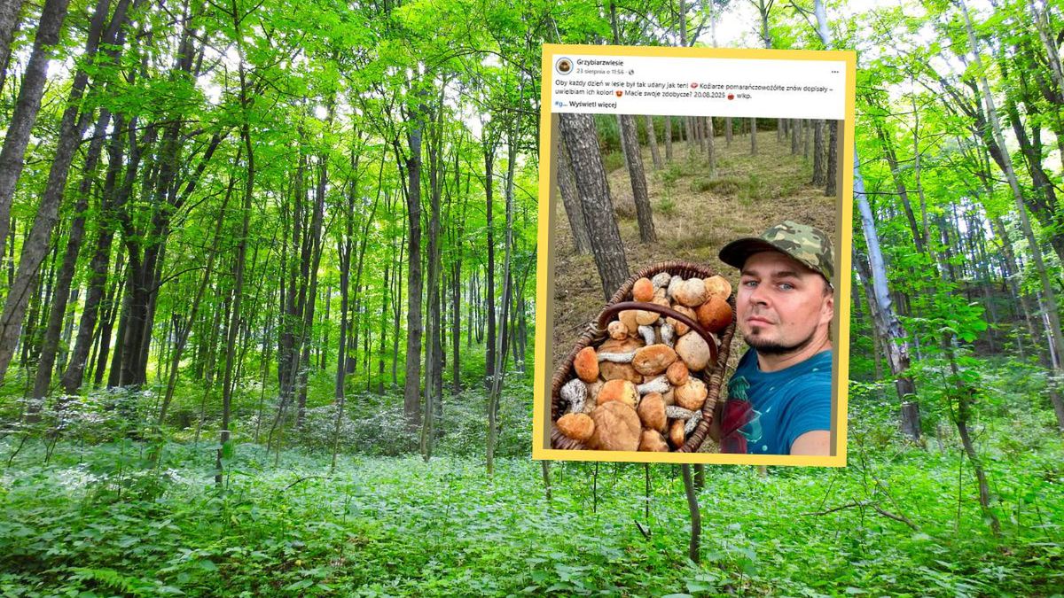 Sezon grzybowy w Polsce rozpoczął się już w sierpniu