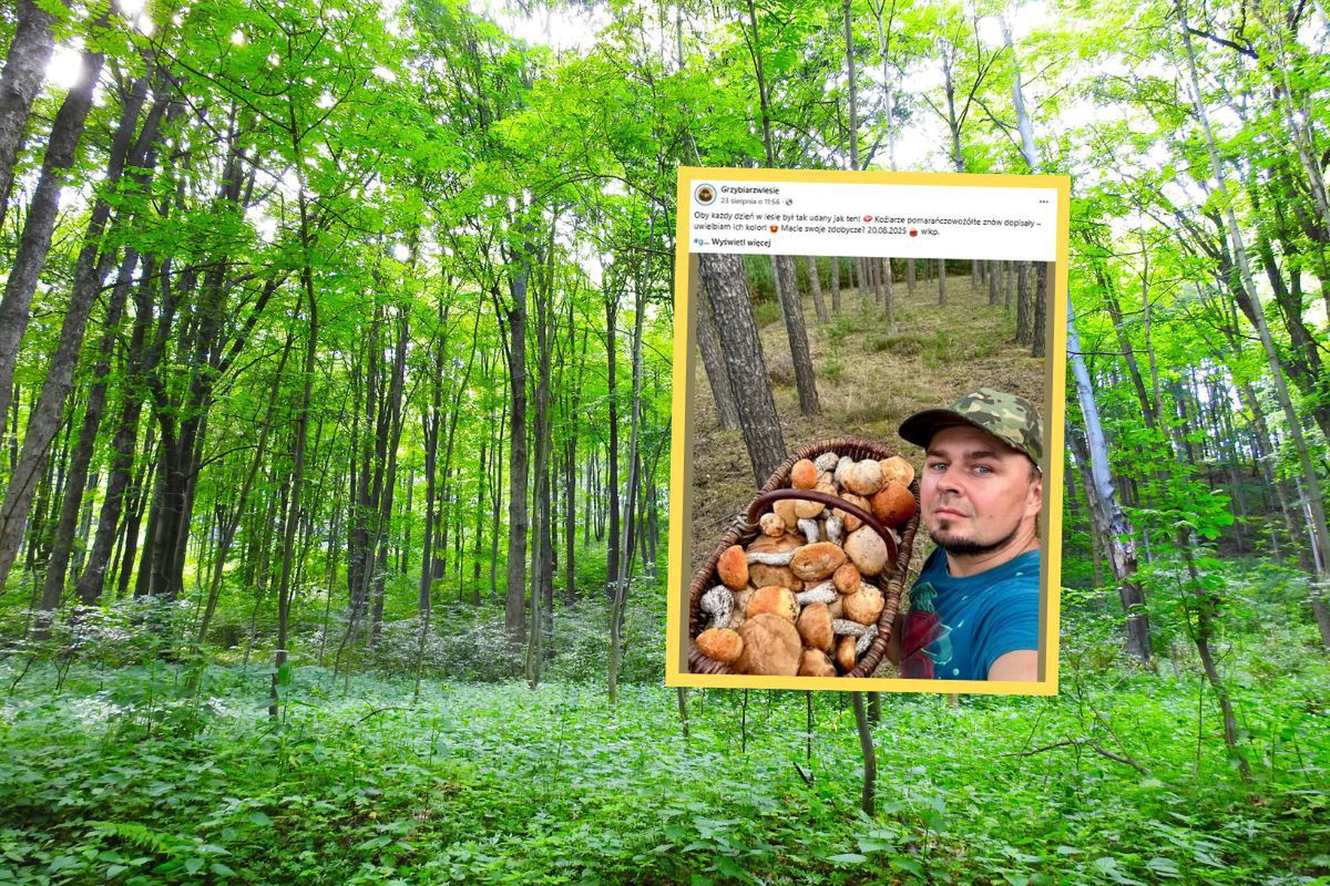 Prawdziwy wysyp w lasach. Grzybiarz pokazał zbiory. Jest czego zazdrościć