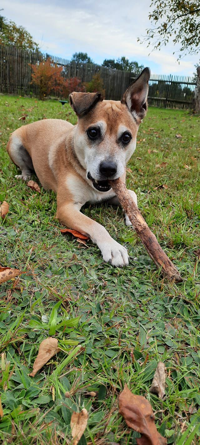 Dzień Kundelka na Pudelku