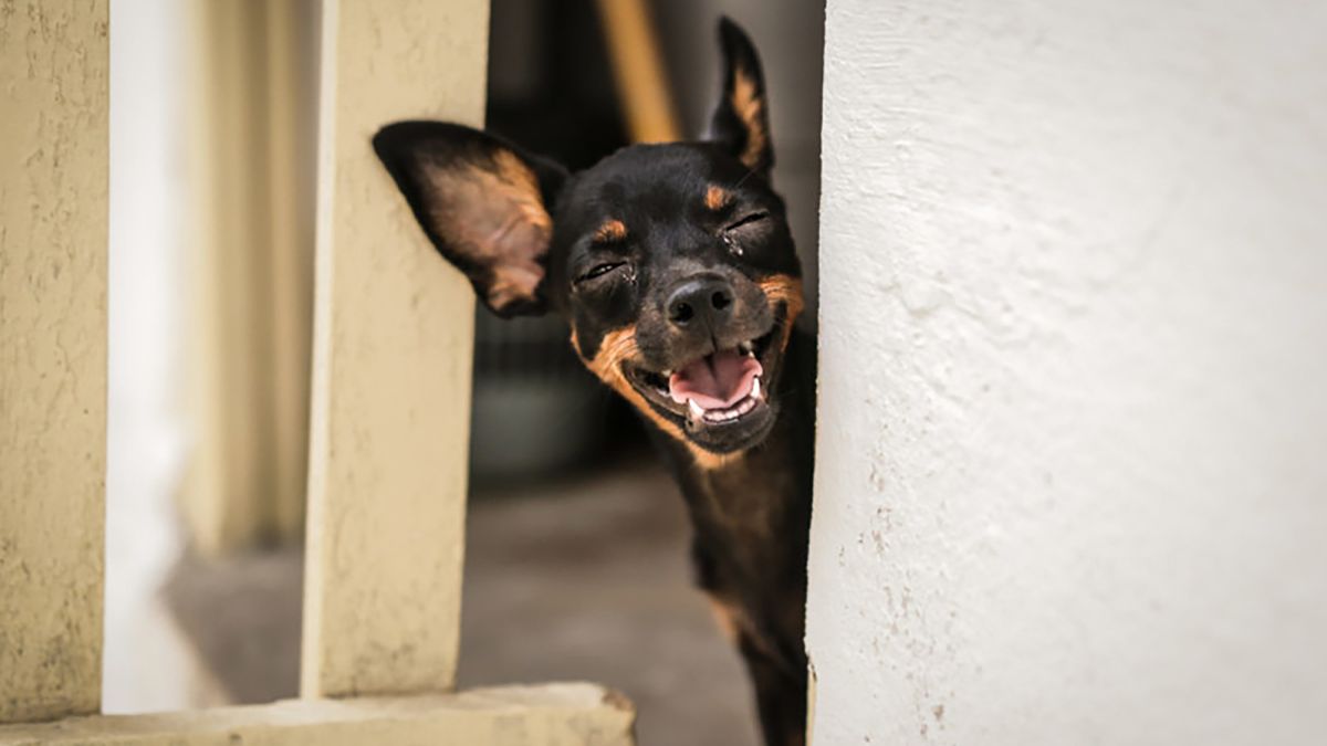 Najzabawniejsze zwierzaki świata powracają! Nie powstrzymasz uśmiechu 1