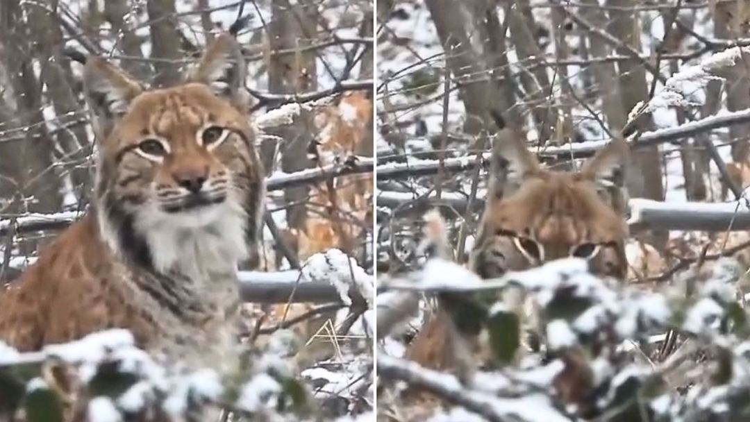 Bliskie spotkanie w lesie. Wyjątkowe nagranie z Bieszczad