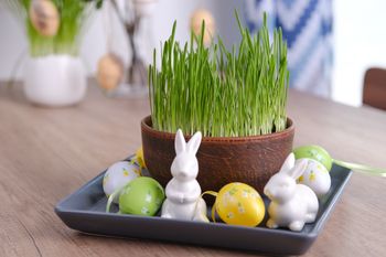 Kiedy siać owies na Wielkanoc? Nie przegap terminu