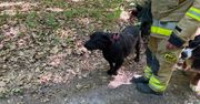 Uratowali pieska w Sikorzu – skuteczna akcja OSP Sikórz!