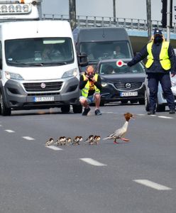 Warszawa. Rodzinę nurogęsi przez jezdnię przeprowadziły służby. "Wzorowa akcja"