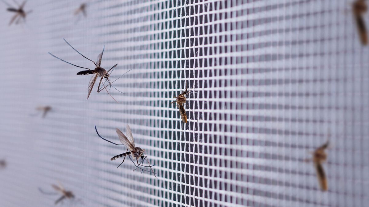 Hit z PRL-u pomoże na komary