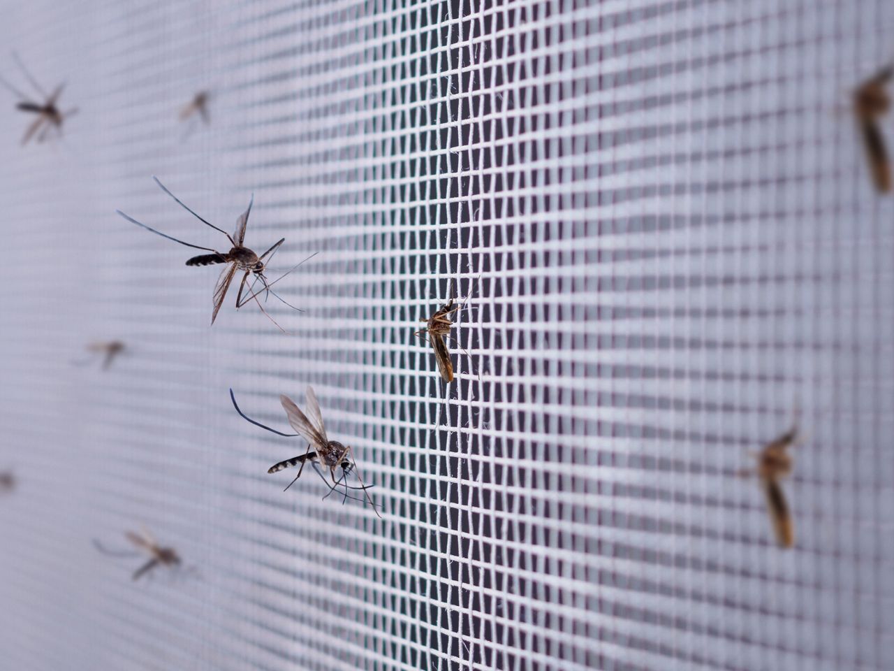Izraelski sposób na komary. Przed Bzigo Iris żaden nie ucieknie