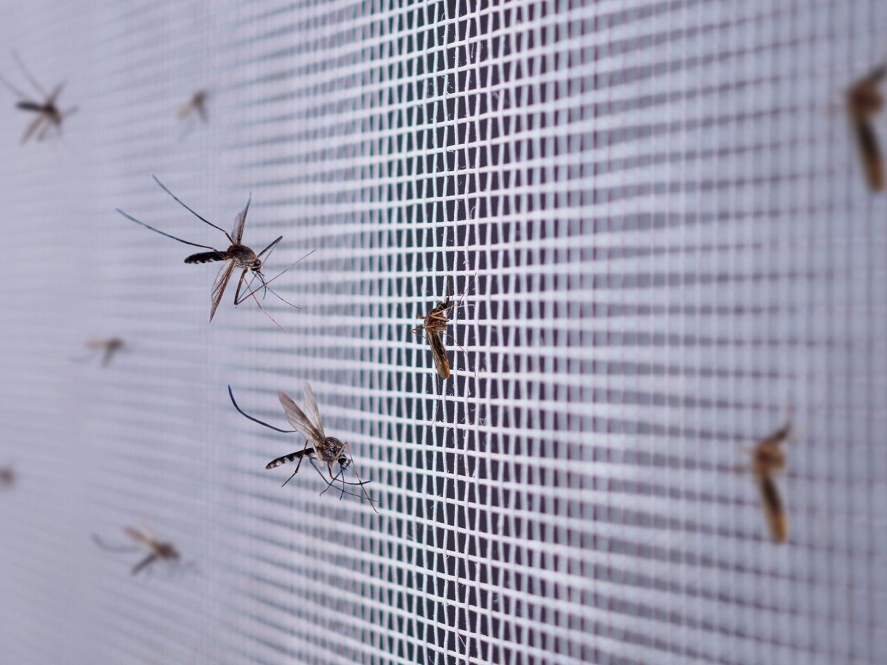 Eliminate summer pests: Meet Bzigo Iris, the mosquito tracker