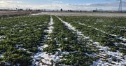 Koszty uprawy rzepaku i opłacalność produkcji ratują wynik gospodarstwa