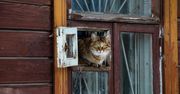 Spór o kota. Mieszkańcy dali mu posłanie, spółdzielnia je wyrzuciła