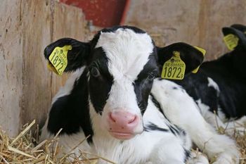 Nowy termin składania wniosków na inwestycje poprawiające dobrostan