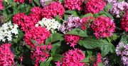 Posadź zamiast hortensji. Pożałujesz, że dopiero teraz