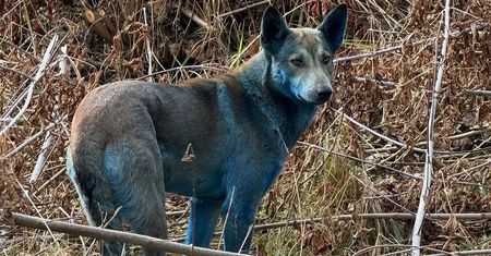 Niezwykłe zjawisko. Sierść psów w Czarnobylu staje się niebieska