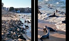 Niecodzienny widok na kalifornijskiej plaży. Nagrania hitem sieci