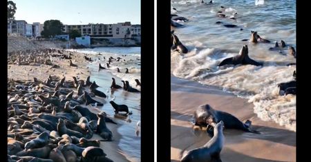 Niecodzienny widok na kalifornijskiej plaży. Nagrania hitem sieci