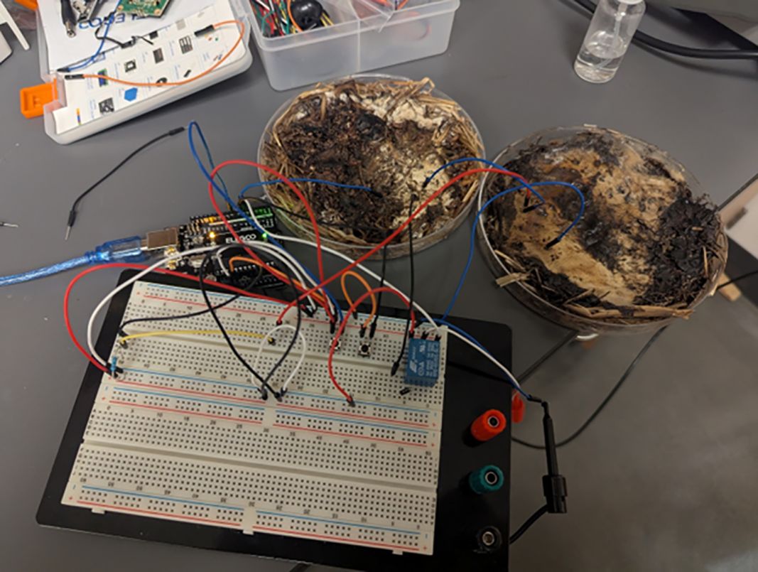 Grzyby shiitake podpięte do Arduino