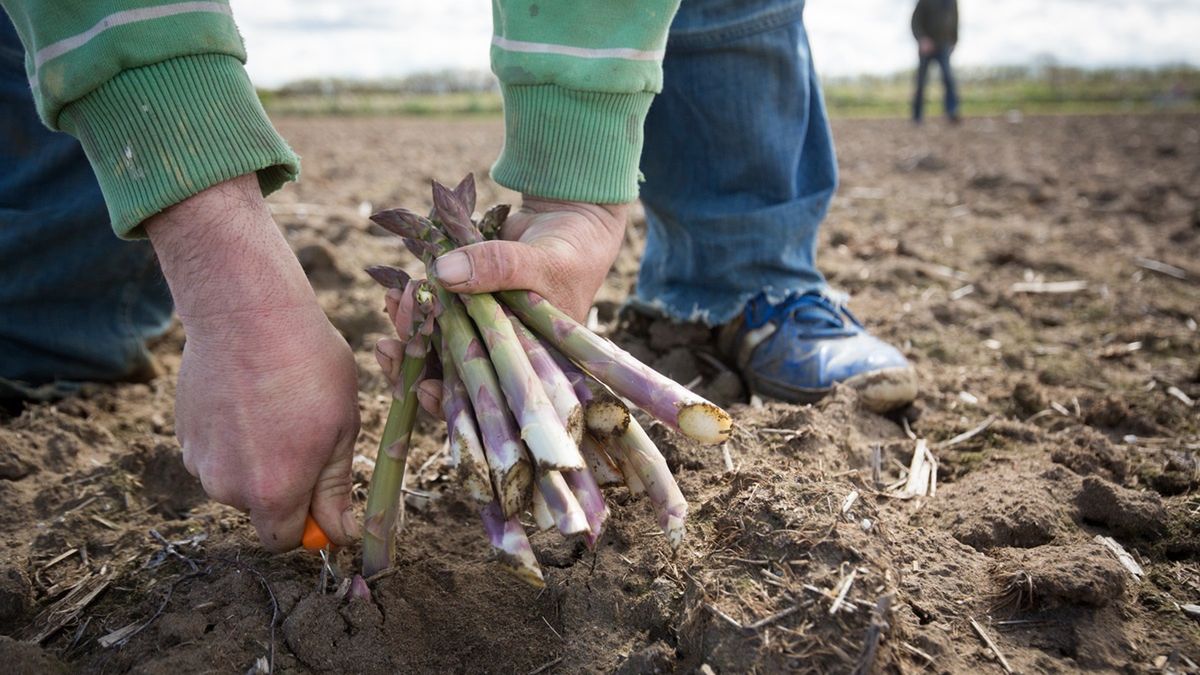 Niemcy szukają do pracy przy szparagach.