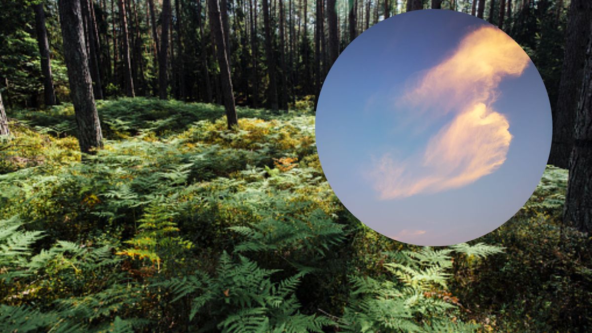 Czy wkrótce czeka nas poważna zmiana pogody? Można tak wywnioskować po... chmurach