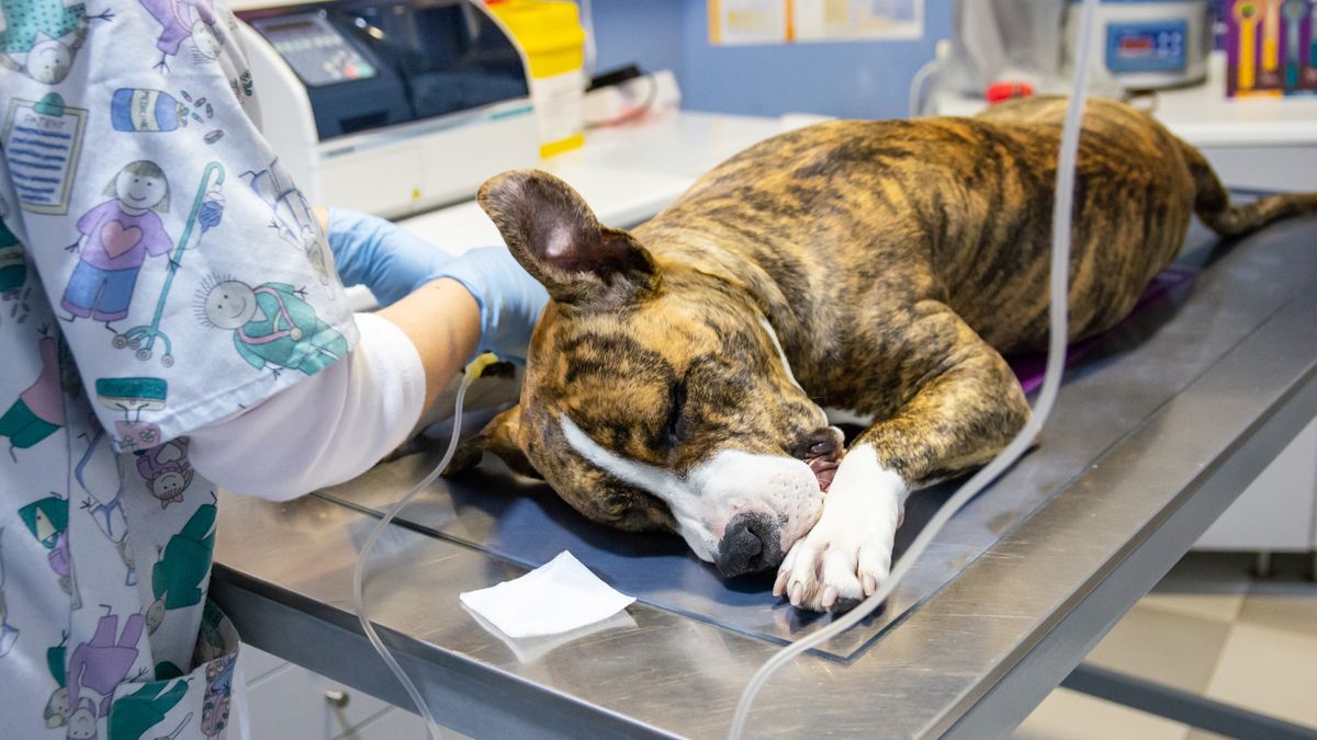 Sedated dog on an exploration table before an endovenous treatmentGaiBru Photosedated, dog, veterinarian, pet, vet, anesthesia, animal, medical, sick, care, canine, veterinary clinic, medicine, hospital, puppy, white, sedation, medicament, ill, treatment, animals, veterinary medicine, patient, professional, intravenous catheter, preoperative surgery, specialist, health care, sleep, exploration, pain, dog treatment, health, purebred, young, breed, table, veterinary, checkup, fur, gauze, compressor, vein, american staffordshire, sedated, dog, veterinarian, pet, vet, anesthesia, animal, medical, sick, care, canine, veterinary clinic, medicine, hospital, puppy, white, sedation, medicament, ill, treatment, animals, veterinary medicine, patient, professional, intravenous catheter, preoperative surgery, specialist, health care, sleep, exploration, pain, dog treatment, health, purebred, young, breed, table, veterinary, checkup, fur, gauze, compressor, vein, american staffordshire