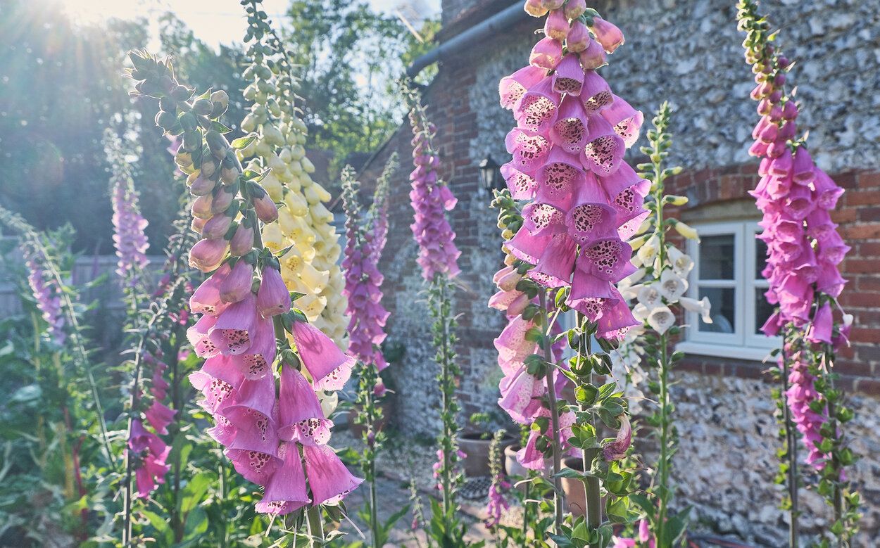 Digitalis purpurea