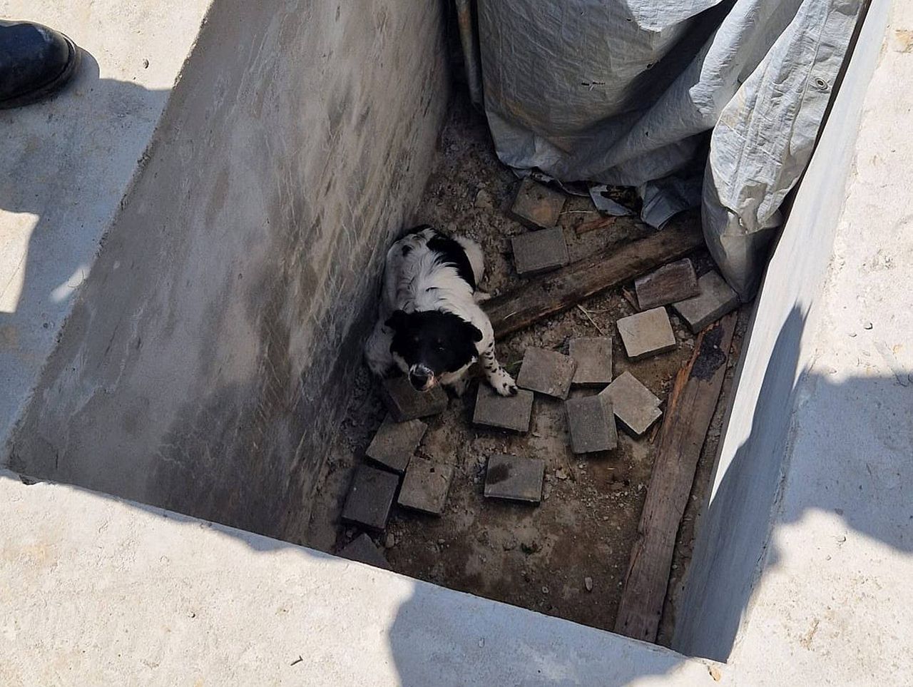 Pies utknął w pustym grobie na cmentarzu w Tarnogórze