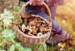W jakich lasach szukać grzybów? Największy wysyp w Polsce
