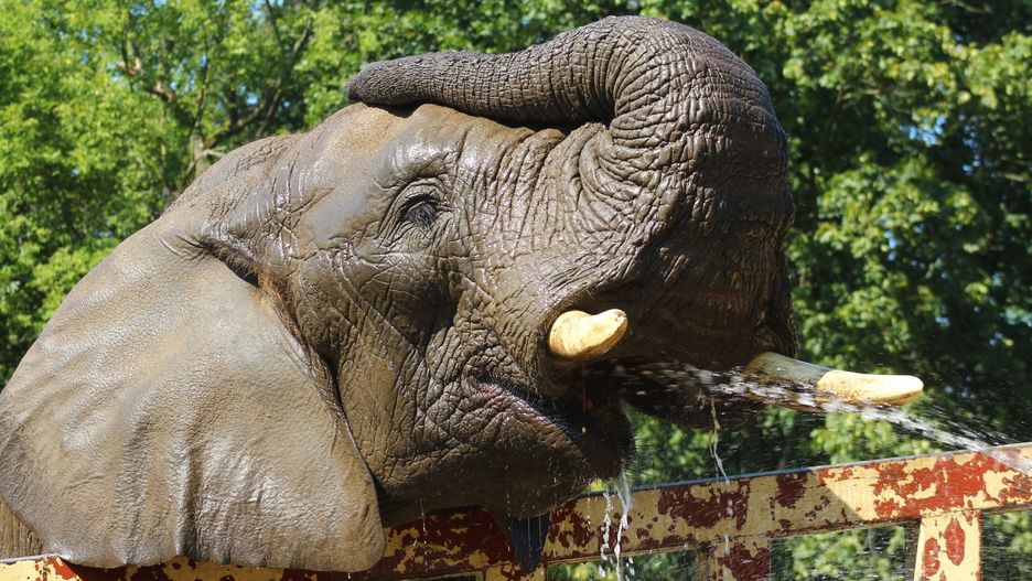 Słoń w Warszawskim Zoo