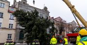 Łódź: Miejska choinka już na pl. Wolności. W tym roku przyjechała z ul. Słonecznej