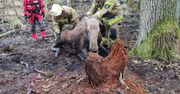 Wystraszony łoś utknął w bagnie. Pomoc przyszła w porę