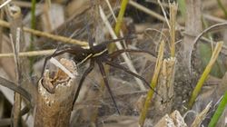 Ukąszenie powoduje "wędkarskiego kaca". To największy pająk w Polsce