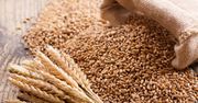 Pszenica - kalorie i wartości odżywcze, wpływ na zdrowie, przeciwwskazania