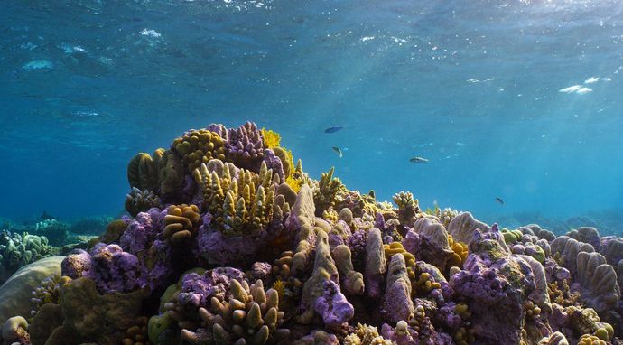 Australia: Dziki kontynent