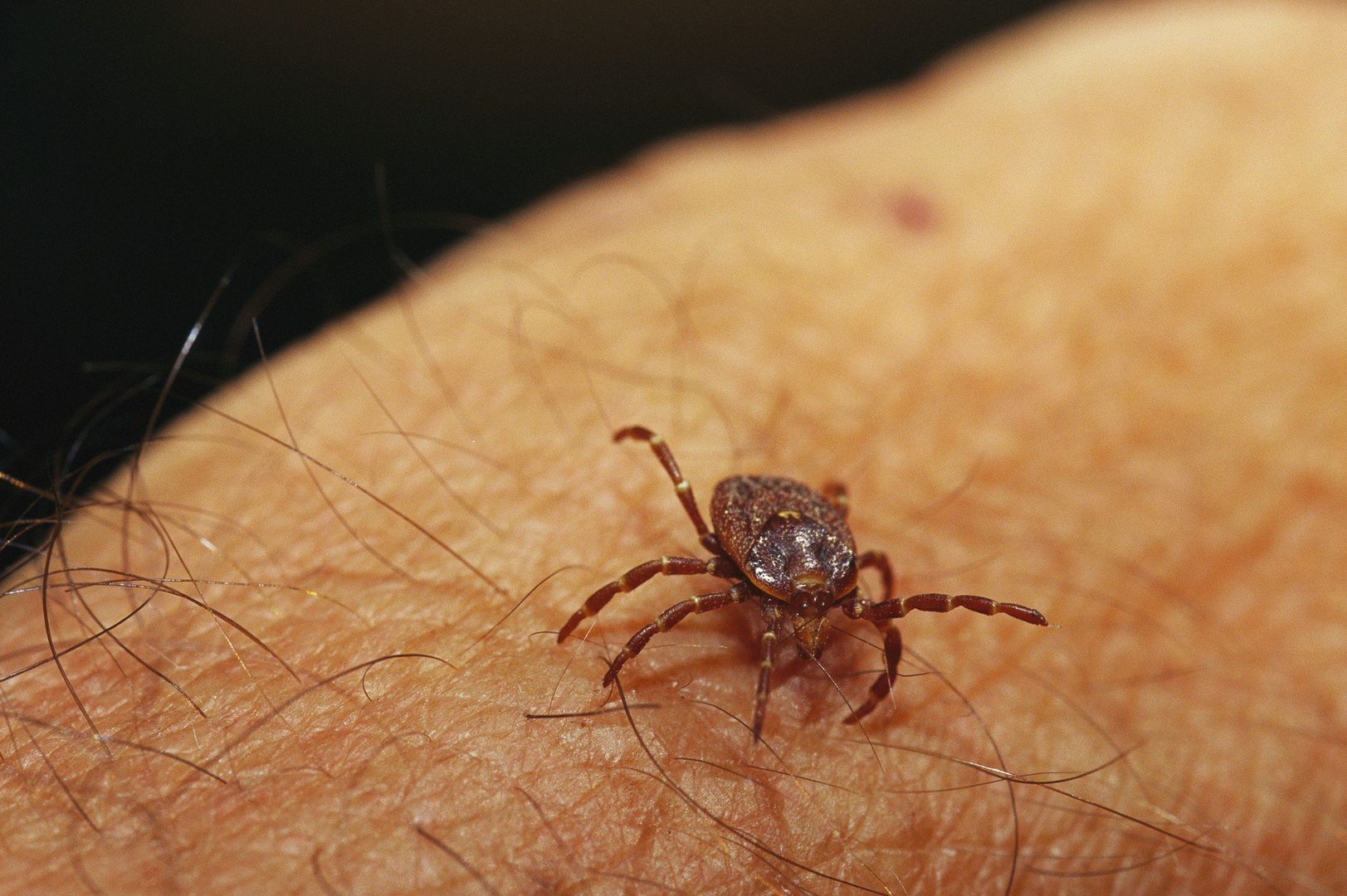 Epping National Park, Queensland, Australia. Grass or bull dog tick on a human arm.