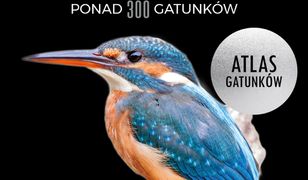 Ptaki Polski. Atlas gatunków