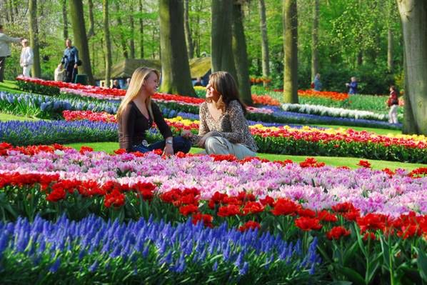 Tulipan im. Anny Komorowskiej w holenderskich ogrodach