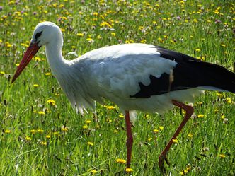 Bociany wyruszyły do Afryki. Do celu dotrą w listopadzie