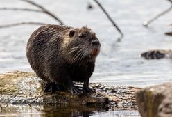 Bóbr z Morskiego Oka zniknął! Zwierzę zostawiło ślady w Tatrach