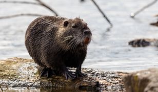 Bóbr z Morskiego Oka zniknął! Zwierzę zostawiło ślady w Tatrach