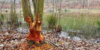 Sopot: Bobry przy Morskim Oku. Ślady żerowania zaskoczyły spacerowiczów
