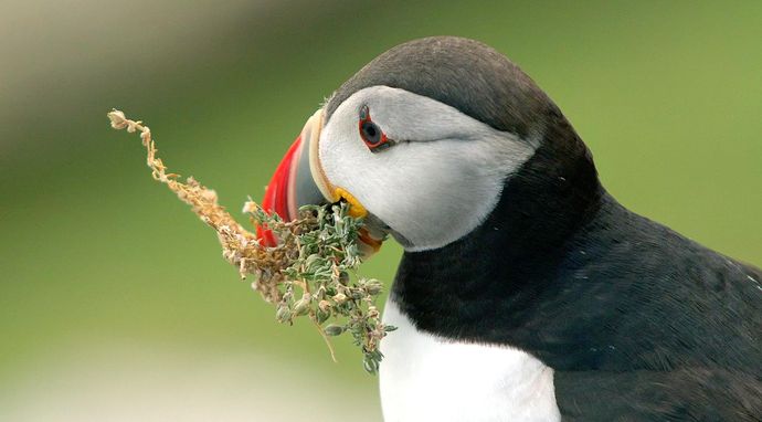 Hrabstwo Kerry: Dzika Irlandia