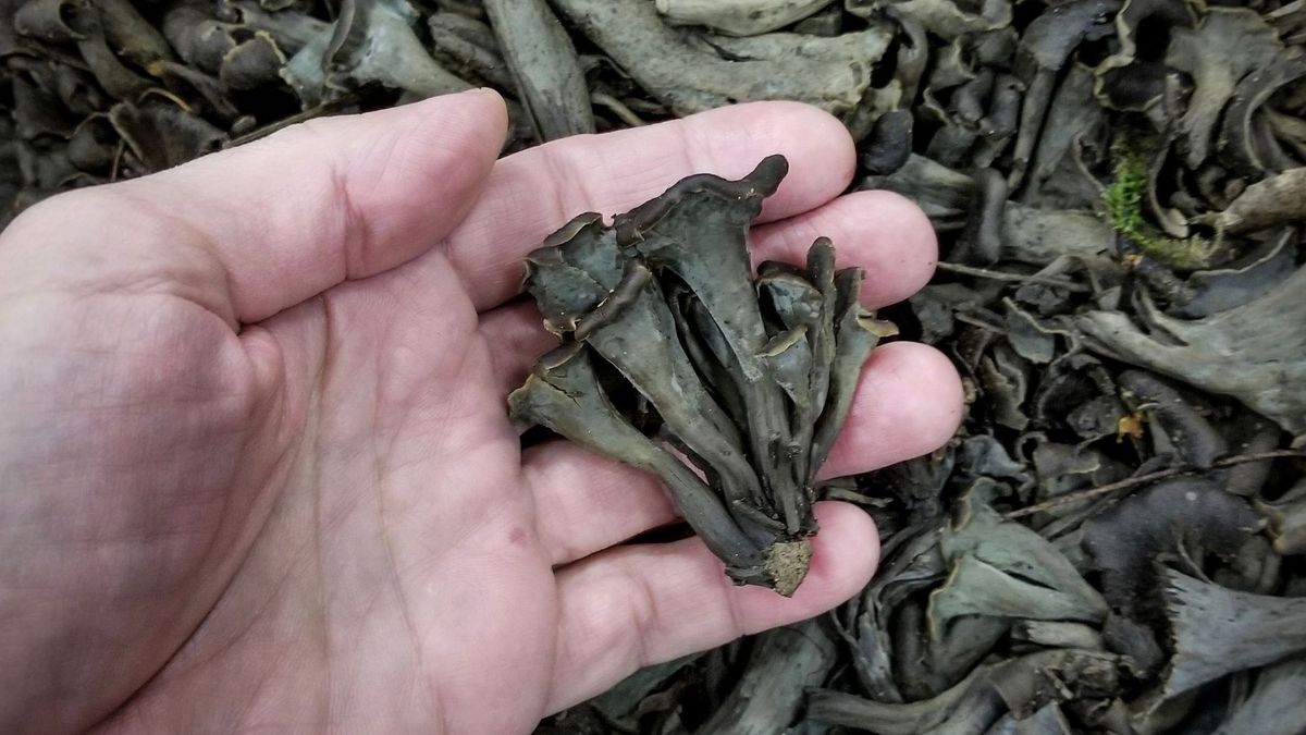 Grzybiarze omijają je z daleka, podczas gdy są jadalne