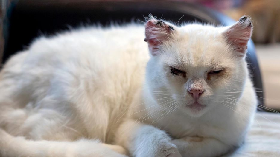 Napięty pyszczek i rozcapierzone wibrysy mogą świadczyć o bólu