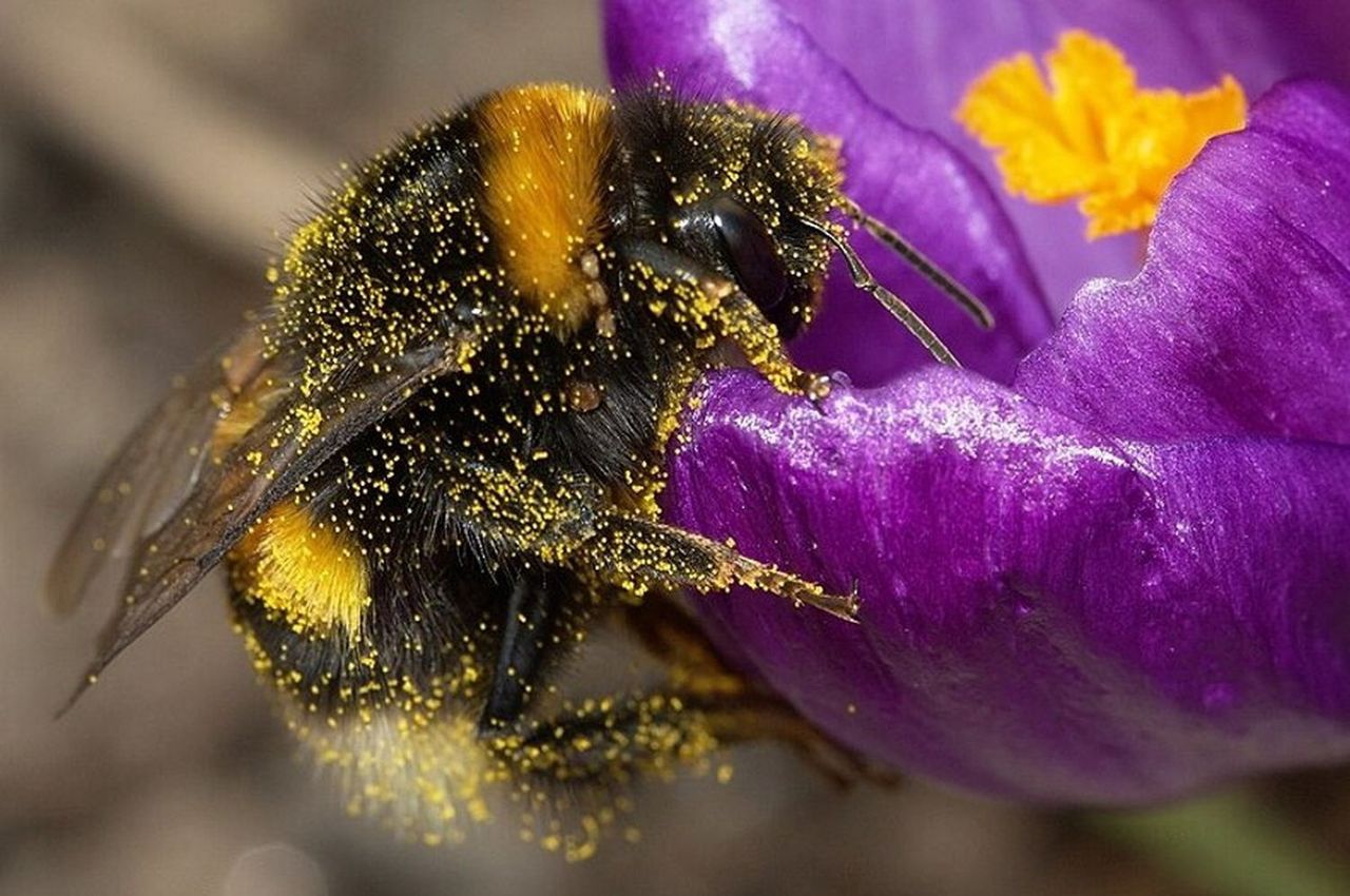 Złożone procesy poznawcze. Nauczyły się odczytywać komunikaty świetlne