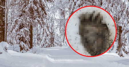 Leśnicy pokazali zdjęcie z Bieszczadów. Nie mają wątpliwości