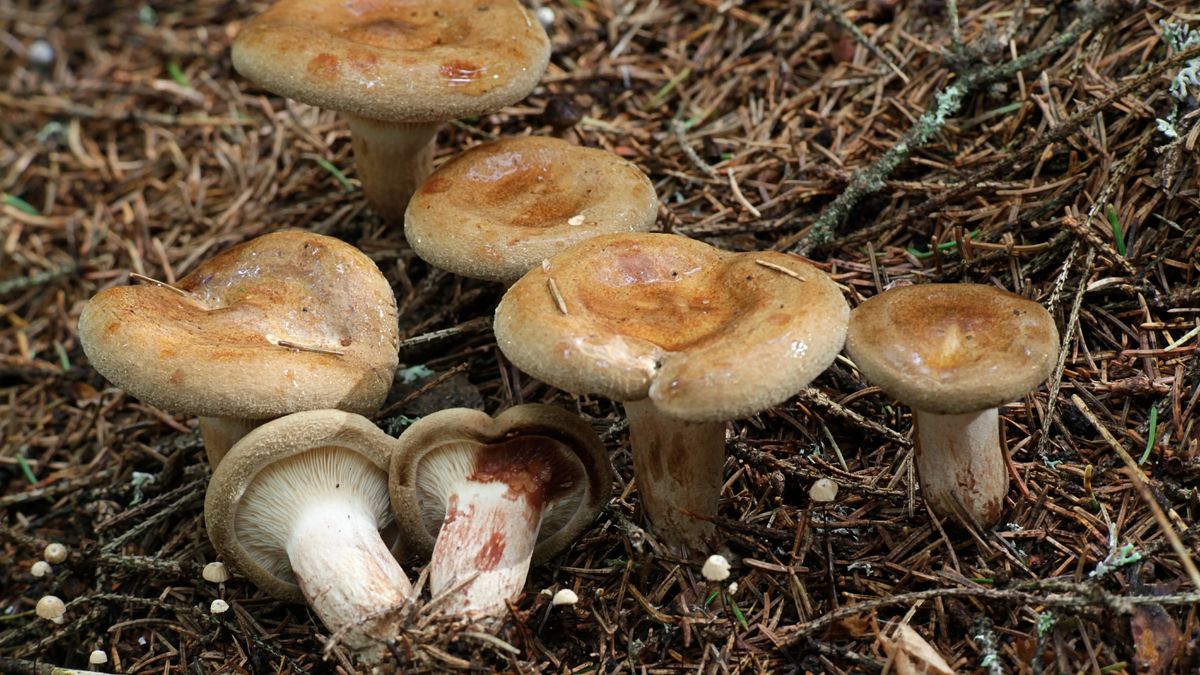 Olszówka to bardzo niebezpieczny grzyb