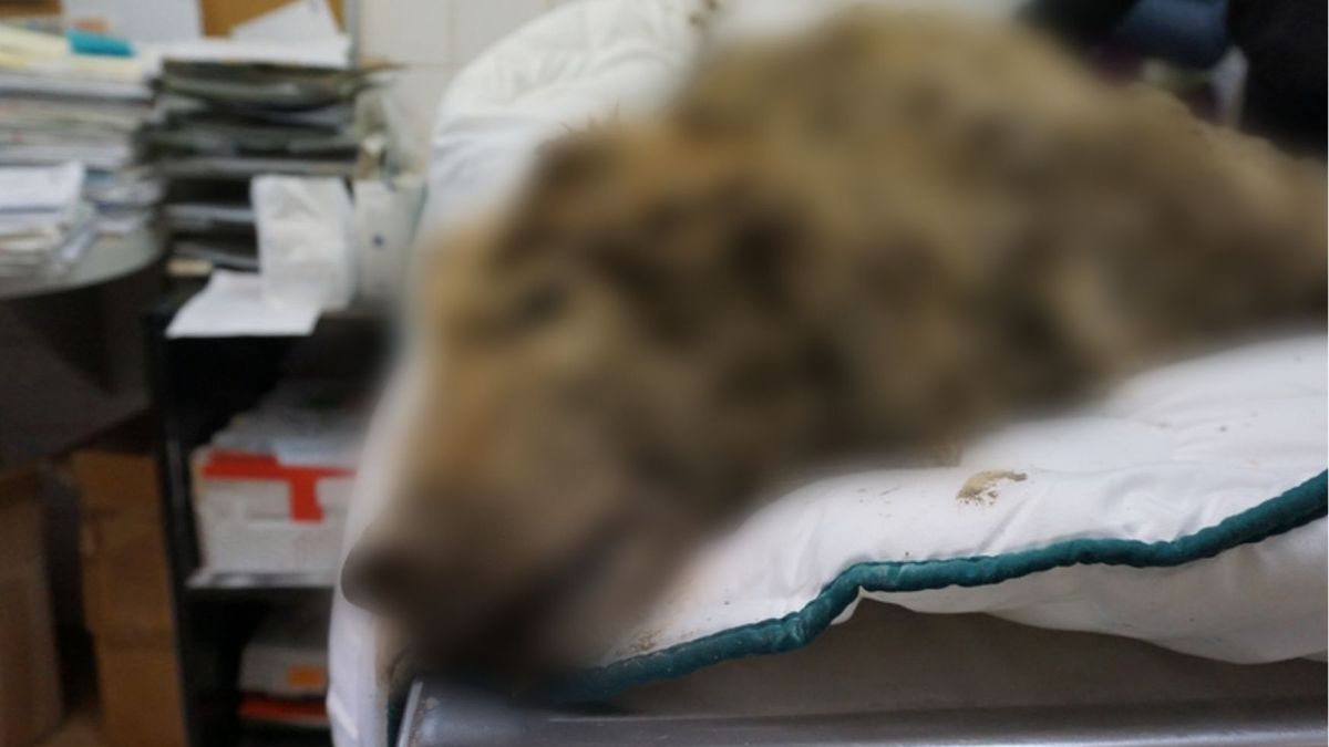 Ktoś zakopał psa żywcem. Ledwo żywe zwierzę odnaleziono w trakcie robót ziemnych