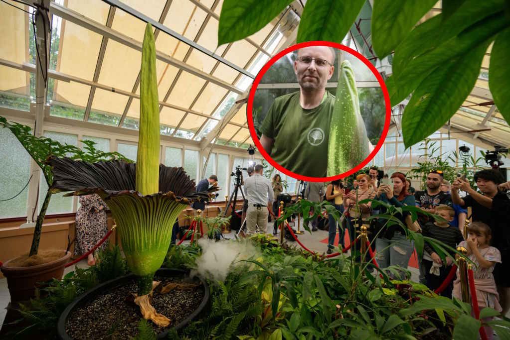 Po czterech latach znów zakwitnie! Sensacja w Ogrodzie Botanicznym w Warszawie