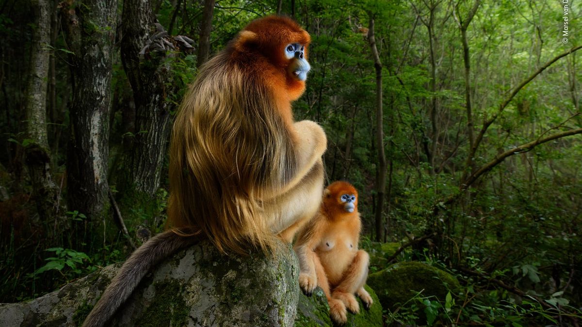 Wspaniały portret małp zwyciężył w Wildlife Photographer of the Year 2018 1